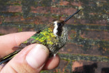 White-eared Hummingbird - Basilinna leucotis