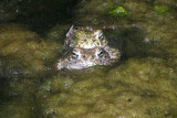 Natterjack Toad - Bufo calamita