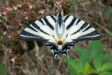 Scarce Swallowtail - Iphiclides podalirius - Koningspage