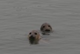 Grey Seals - Halichoerus grypus - Grijze Zeehonden, Brouwersdam