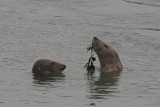 Grey Seals - Halichoerus grypus - Grijze Zeehonden