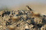 Dead Sea Sparrow - Passer moabiticus