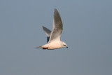 Ross's Gull - Rhodostethia rosea