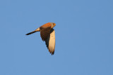 Lesser Kestrel - Falco naumannii