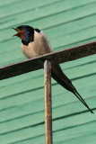 Barn Swallow - Hirundo rusticola