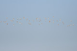 Little Bustards - Tetrax tetrax