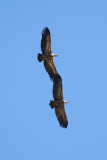 Griffion Vultures - Gyps fulvus