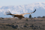 Griffion Vulture - Gyps fulvus