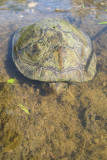 Mediterranean Pond Turtle - Mauremys leprosa