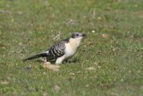 Great Spotted Cuckoo - Clamator glandarius