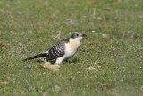 Great Spotted Cuckoo - Clamator glandarius