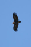 Cinereous Vulture - Aegypius monachus