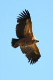 Griffion Vulture - Gyps fulvus