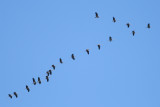 Common Cranes - Grus grus