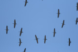 Common Cranes - Grus grus