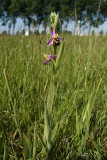 Ophrys apifera - Bee-orchid