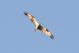 Osprey - Pandion haliaeetus