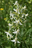 Platanthera bifolia - Lesser Butterfly Orchid