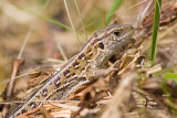 Sand Lizard - Lacerta agilis