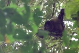 Common Woolly Monkey - Lagothrix lagotricha