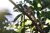 Squirrel Monkey - Saimiri scireus