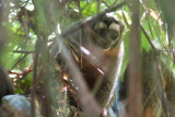 Night Monkey - Aotus trivirgatus