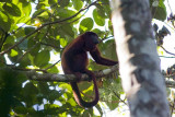 Red Howler Monkey - Alouatta seniculus