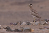 Peruvian Thick-Knee - Burhinus superciliaris