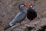 Inca Tern - Larosterna inca