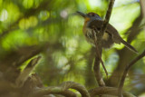 Rufous-capped Nunlet - Nonnula ruficapilla