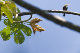 White-throated Jacamar - Brachygalba albogularis