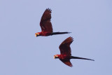 Red-and-green Macaws - Ara chloropterus