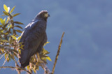 Solitary Eagle - Harpyhaliaetus solitarius