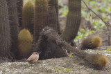 Cactus Canastero - Asthenes cactorum
