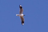 Andean Gull - Larus serranus