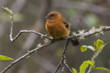 Cinnamon Flycatcher - Pyrrhomyias cinnamomeus