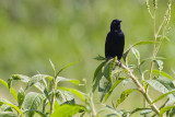 Pale-eyed Blackbird - Agelasticus xanthophthalmus