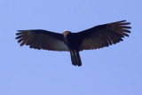 Greater Yellow-headed Vulture Cathartes melambrotus