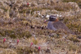 Diademed Sandpiper-Plover - Phegornis mitchellii