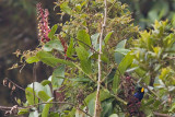 Yellow-scarfed Tanager - Iridosornis reinhardti
