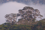 river edge forest near Pantiacolla Lodge, Manu