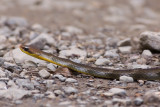 snake sp.