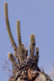 Cinereous Harrier - Circus cinereus