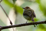 Scale-crested Pygmy-Tyrant - Lophotriccus pileatus