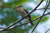 Striolated Puffbird - Nystalus striolatus