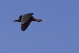 Puna Ibis - Plegadis ridgwayi