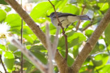 Amazonian Scrub-Flycatcher - Sublegatus obscurior