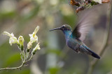 Sparkling Violetear - Colibri coruscans