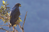 Solitary Eagle - Harpyhaliaetus solitarius