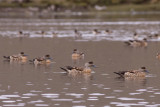 Crested Ducks - Lophonetta specularioides